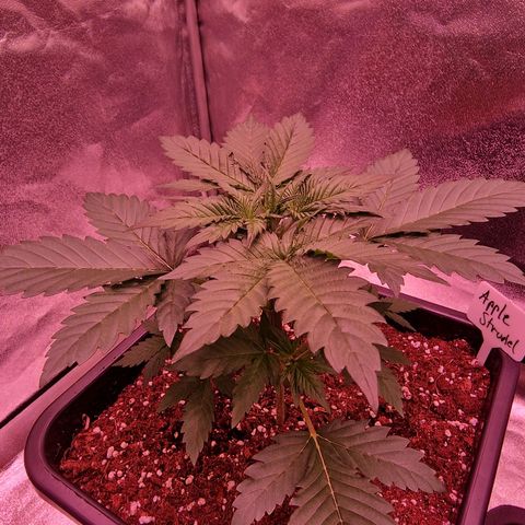 Apple Strudel  Auto growlog timeline photo