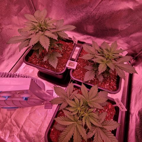 Apple Strudel  Auto growlog timeline photo
