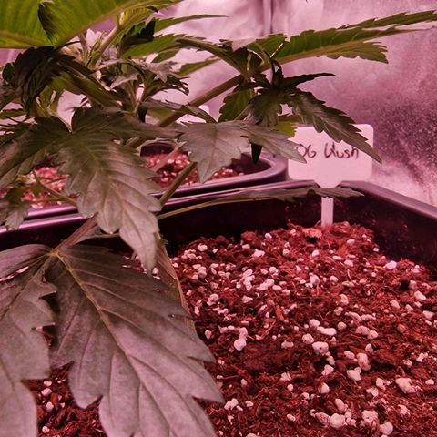 Original Auto OG Kush growlog timeline photo