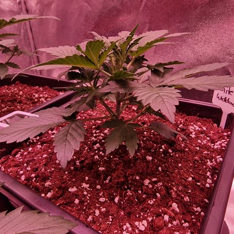 Original Auto White Widow growlog timeline photo