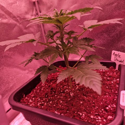 Apple Strudel  Auto growlog timeline photo