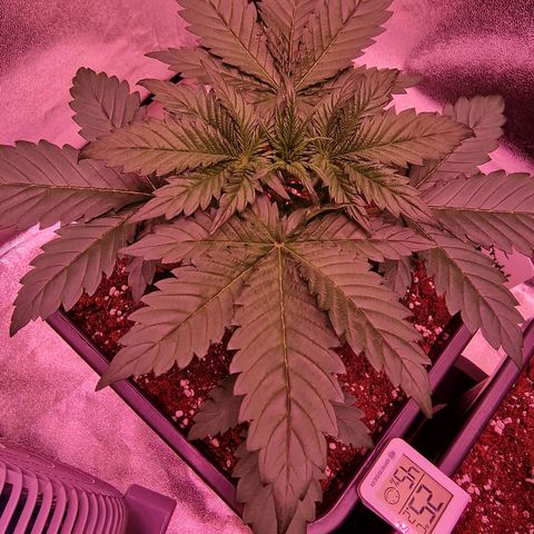 Apple Strudel  Auto growlog timeline photo