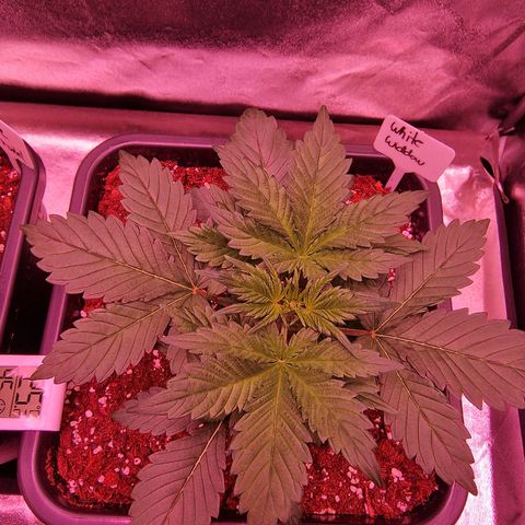Original Auto White Widow growlog timeline photo