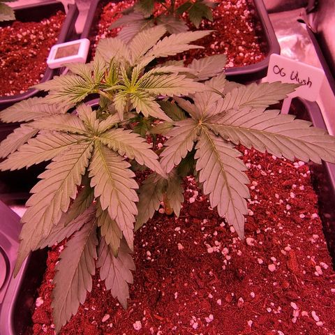 Original Auto OG Kush growlog timeline photo
