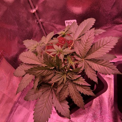 Apple Strudel  Auto growlog photo: Tie down