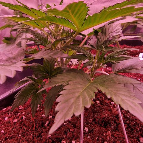 Original Auto White Widow growlog timeline photo