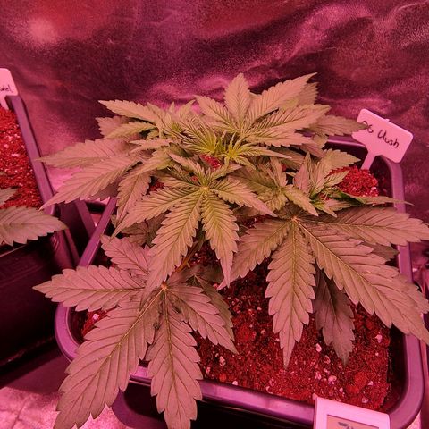 Original Auto OG Kush growlog timeline photo