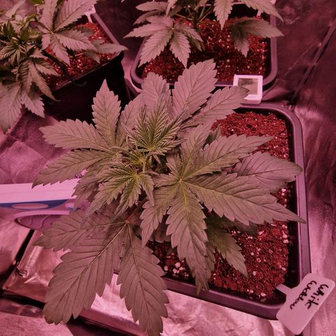 Original Auto White Widow growlog timeline photo