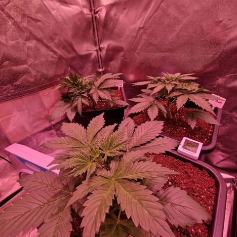 Apple Strudel  Auto growlog timeline photo