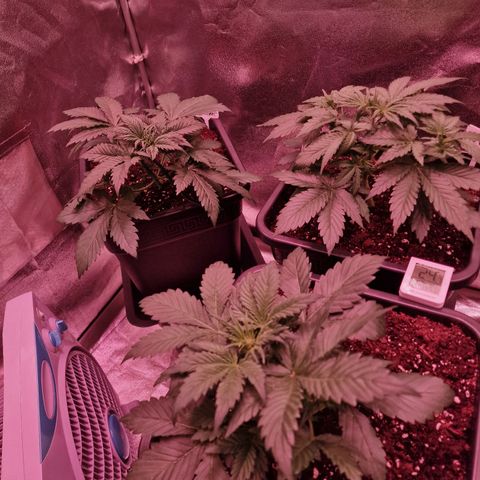 Apple Strudel  Auto growlog timeline photo