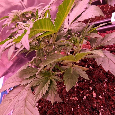 Original Auto White Widow growlog timeline photo