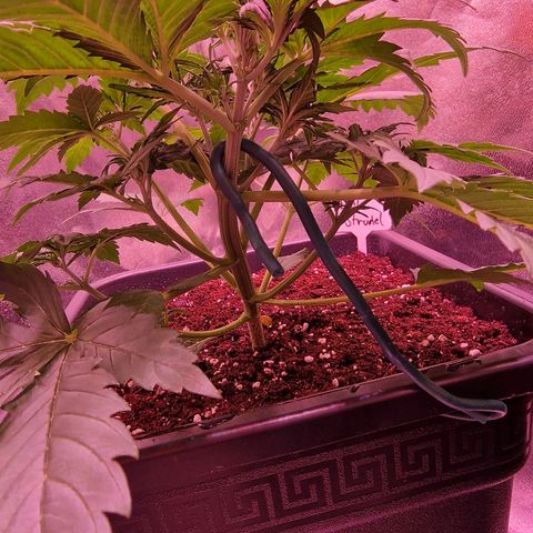 Apple Strudel  Auto growlog timeline photo
