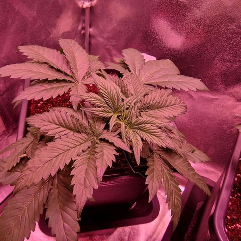 Apple Strudel  Auto growlog timeline photo