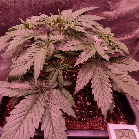 Original Auto OG Kush growlog timeline photo