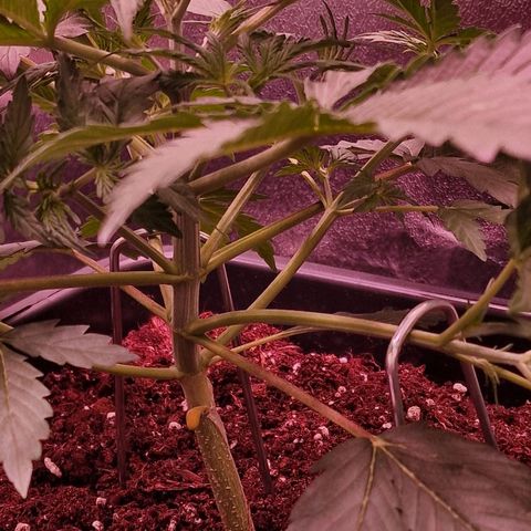 Original Auto OG Kush growlog timeline photo