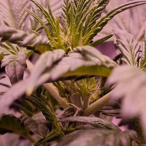Original Auto White Widow growlog photo: Start Blüte 