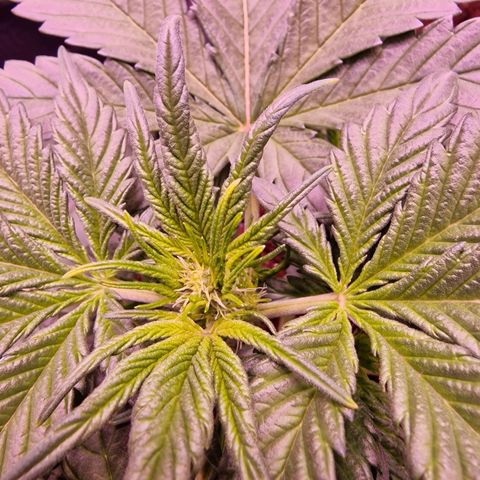 Original Auto White Widow growlog photo: Start Blüte 