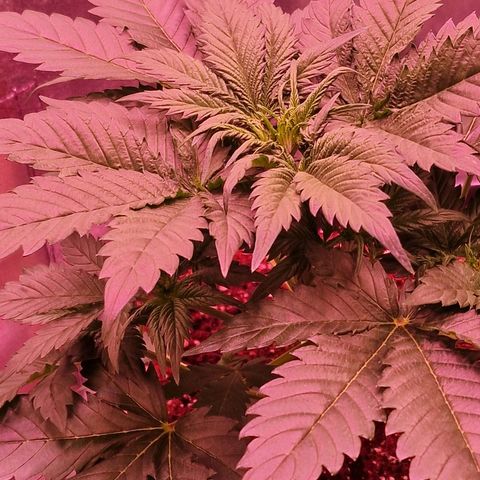 Apple Strudel  Auto growlog timeline photo