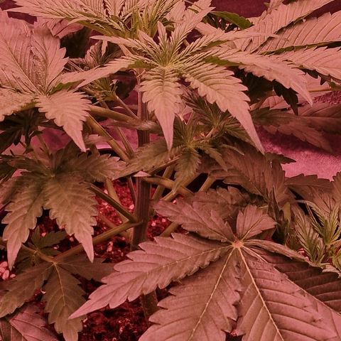 Original Auto OG Kush growlog timeline photo