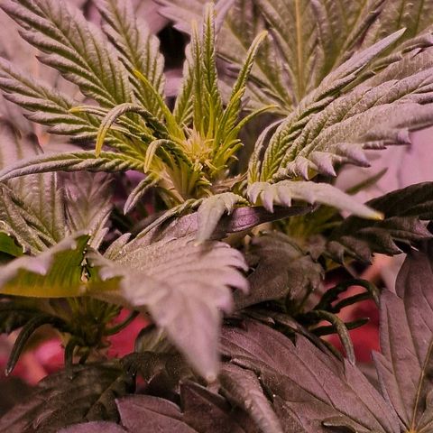 Original Auto White Widow growlog timeline photo