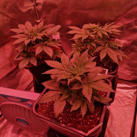 Apple Strudel  Auto growlog timeline photo
