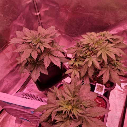 Apple Strudel  Auto growlog timeline photo