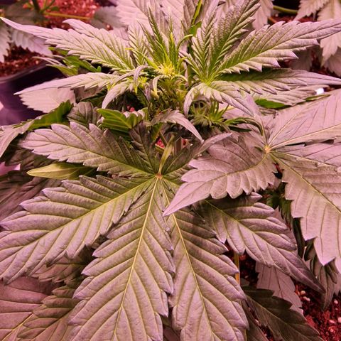 Original Auto White Widow growlog timeline photo