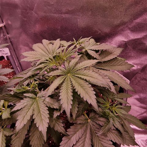 Original Auto OG Kush growlog timeline photo
