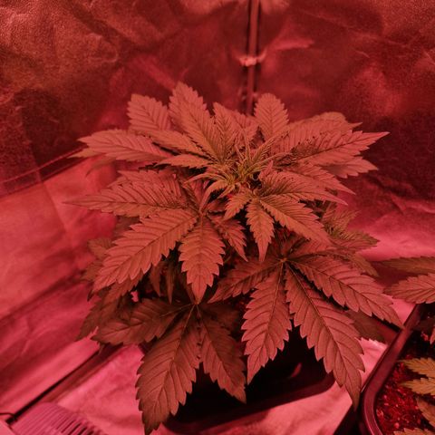 Apple Strudel  Auto growlog timeline photo