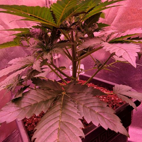 Apple Strudel  Auto growlog timeline photo