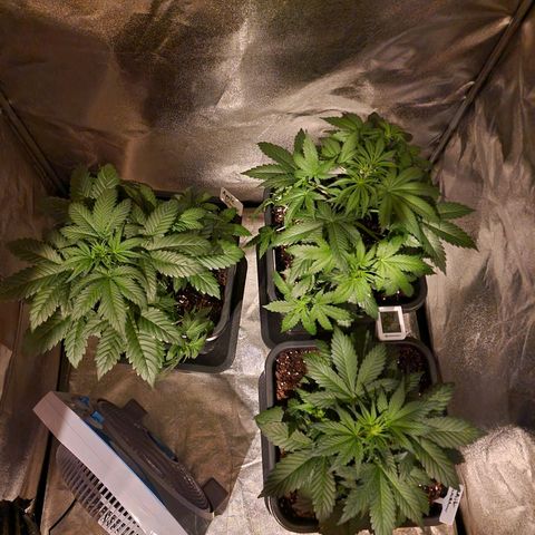 Apple Strudel  Auto growlog photo: Apple Strudel links/ OG Kush hinten rechts/ white widow vorne rechts 