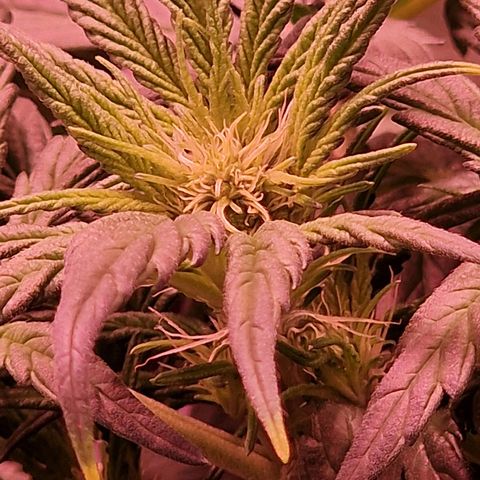 Original Auto White Widow growlog timeline photo