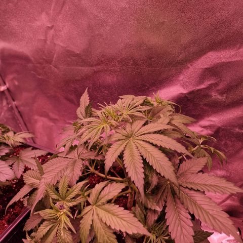 Original Auto OG Kush growlog timeline photo