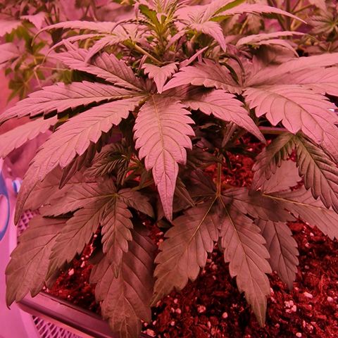 Original Auto White Widow growlog timeline photo