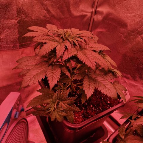 Apple Strudel  Auto growlog timeline photo