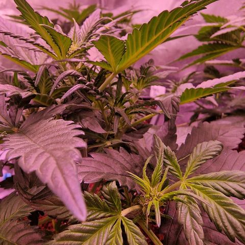 Original Auto White Widow growlog timeline photo