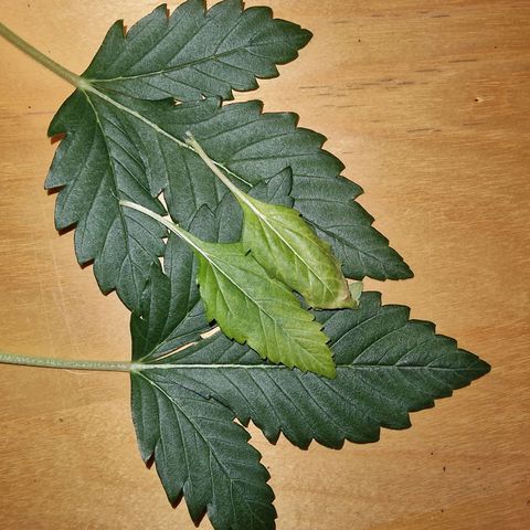 Apple Strudel  Auto growlog timeline photo