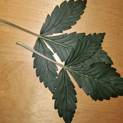 Original Auto White Widow growlog timeline photo