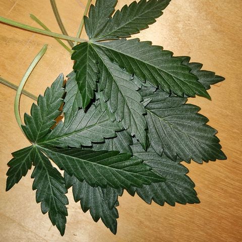 Original Auto OG Kush growlog timeline photo
