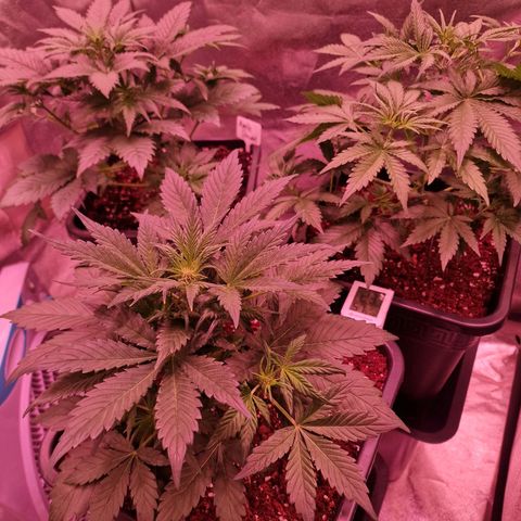 Apple Strudel  Auto growlog timeline photo