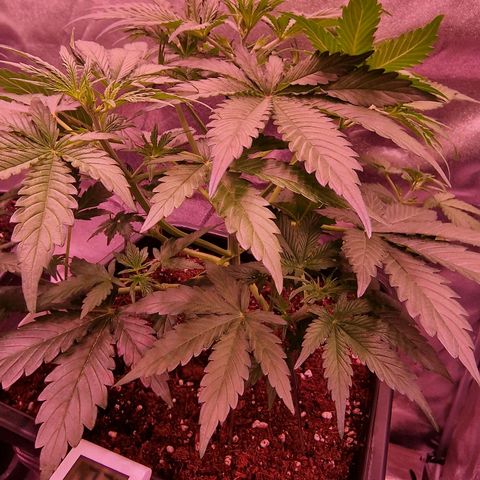 Original Auto OG Kush growlog timeline photo