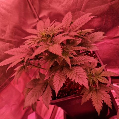 Apple Strudel  Auto growlog timeline photo