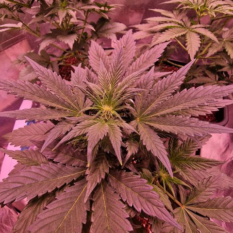 Original Auto White Widow growlog timeline photo