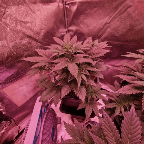 Apple Strudel  Auto growlog timeline photo