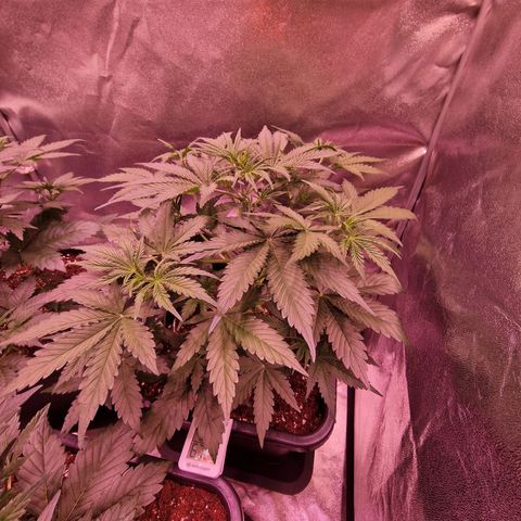 Original Auto OG Kush growlog timeline photo