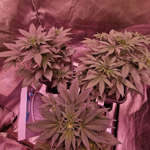 Apple Strudel  Auto growlog timeline photo