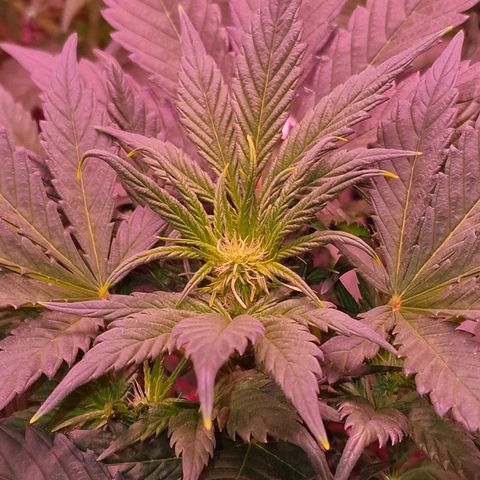 Original Auto White Widow growlog timeline photo