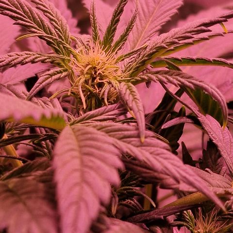 Original Auto White Widow growlog timeline photo