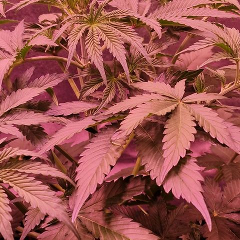 Original Auto OG Kush growlog timeline photo