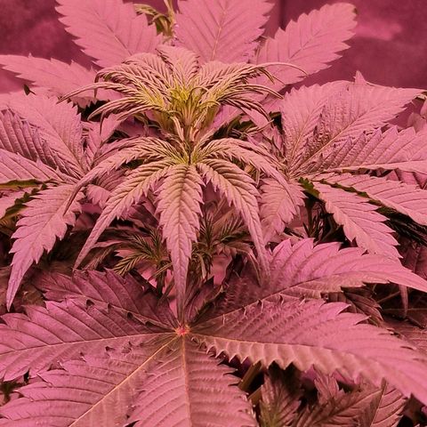 Apple Strudel  Auto growlog timeline photo